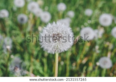 Close-up, a lot of dandelions on a green field with grass