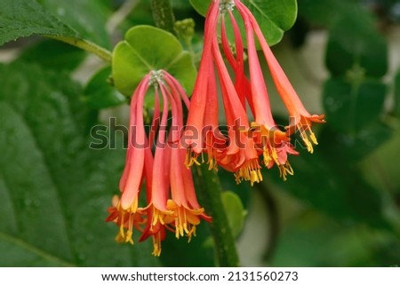 Picture of coral honeysuckle flowers