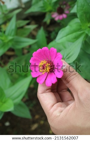 Hands holding beautiful pink flowers photo