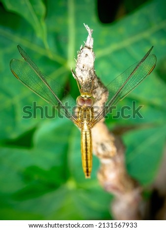 Close up of Dragonfly perched on a tree branch dry wood and nature background, Top view, Selective focus, insect macro, Colorful insect in Thailand.