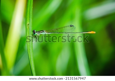 Close up of Damselflies perched on a green grass leaf and nature background, Selective focus, insect macro, Colorful insect in Thailand.