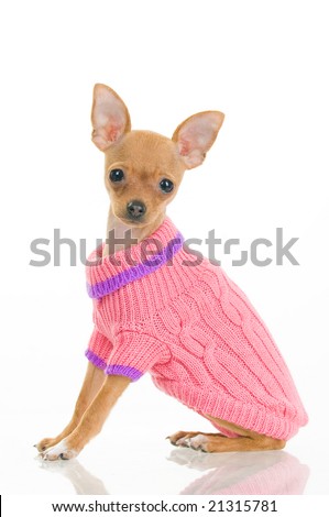 Chihuahua dog in pink sweater, isolated on white background