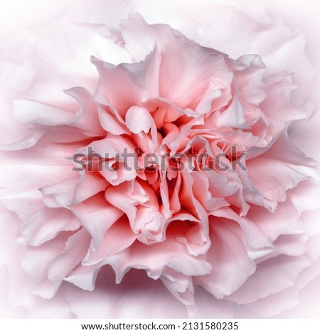 Clove flower. Floral  light red 
 background. Macro. Nature.	
