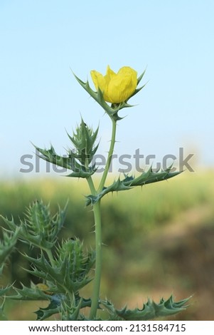 This picture is most beautiful. nature beaut and yellow flowers.  uploaded date 3 mar 2022 