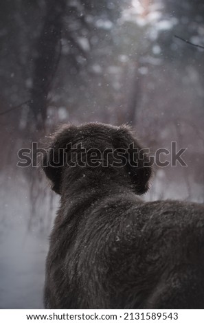 dog looks into the forest longhaired weimaraner