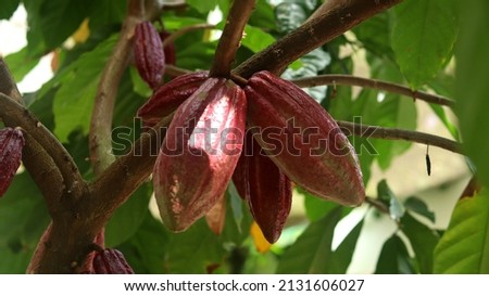 Red cocoa pod on tree in the field. Cocoa (Theobroma cacao L.) is a cultivated tree in plantations originating from South America, but is now grown in various tropical areas. Java, Indonesia. Royalty-Free Stock Photo #2131606027