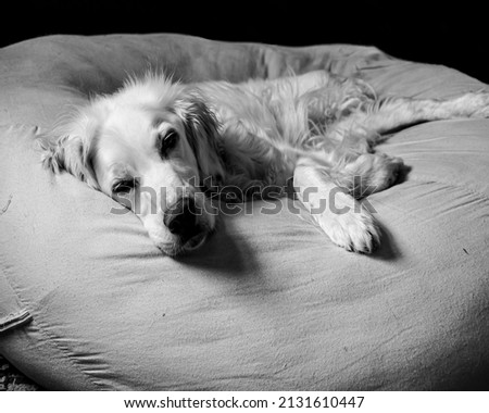 Old white setter dog sleeping resting on big dog bed. Black and white
