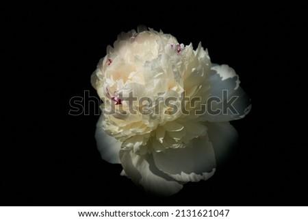 white peony on a black background,white peony flower in the dark