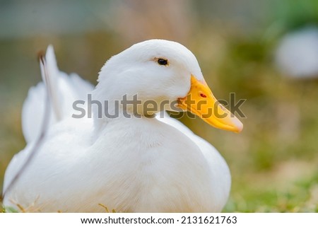 cute and majestic duck with white feathers and yellow beak is sitting by the lake. Macro shot. animal life. Royalty-Free Stock Photo #2131621763