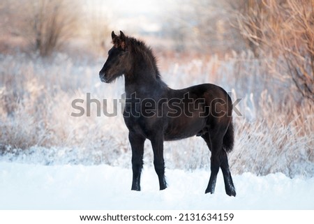 foal portrait of a black Friesian horse stands in a snow-covered field in winter Royalty-Free Stock Photo #2131634159