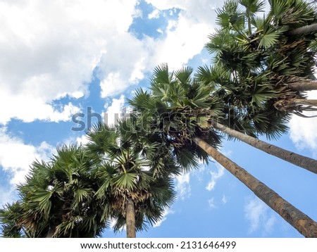 A group of palm trees from a high angle, seeing the trunk, leaves and blue sky.
