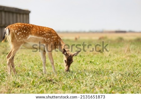 Beautiful deer in wildlife sanctuary