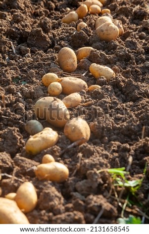 Potato harvest in home garden - row of potatoes drying in the sun on the earth 