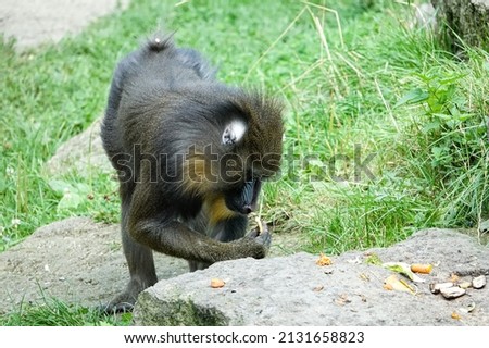 a baboon , image taken in north germany, north europe