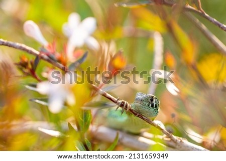 lizard hiding in a flowering bush. Auxiliary fauna, biological control