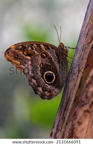 A species of owl butterfly, the forest giant owl, Caligo eurilochus, perched on a tree trunk. This is a very large species of butterfly that lives in South America. High quality photo