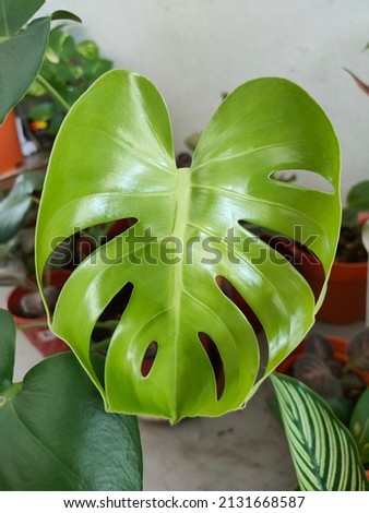 A picture of Monstera Leaf with selective fovus