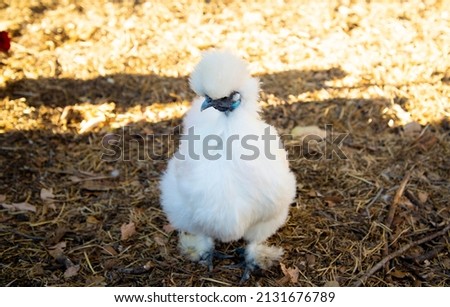 A Free Range Silkie Chicken Royalty-Free Stock Photo #2131676789