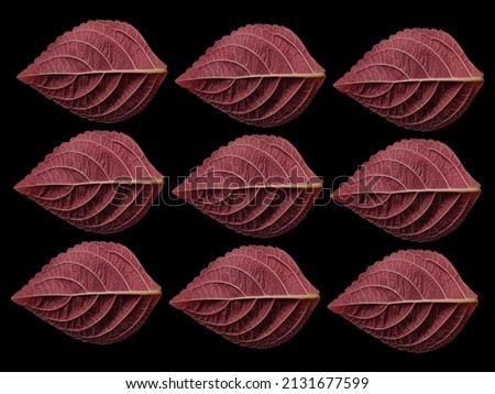 
repetition of a  of red coleus leaves on a black background