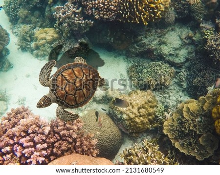 Tropical fish butterfly in coral reef. Seashore wildlife with striped coral fish. Tropical sea underwater photo. Exotic seaside snorkeling. Tropical lagoon animal. Marine fish in nature. Aquarium fish