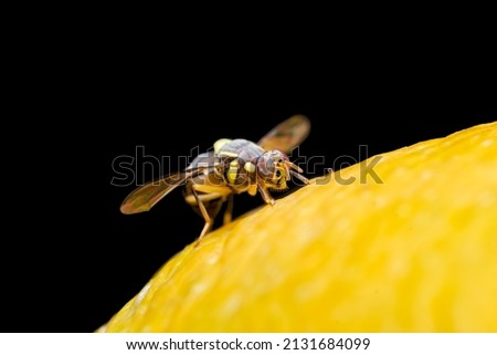 Melon fruit fly on the surface of the mango fruit. It is a serious agricultural pest and most destructive pest of melons and related crops. Selective focus used. Royalty-Free Stock Photo #2131684099