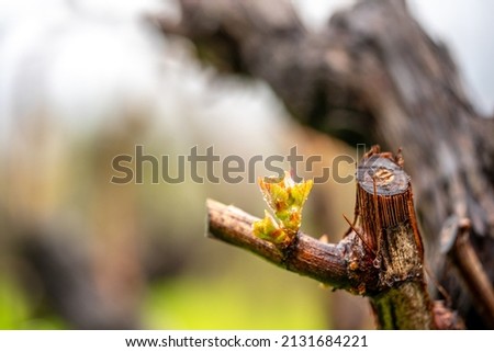 Close up on young grape, gems. with foliage on a little bench of the vine in the vineyards. Outdoor life in a rural environment, agriculture magic with nature blossoms. Royalty-Free Stock Photo #2131684221