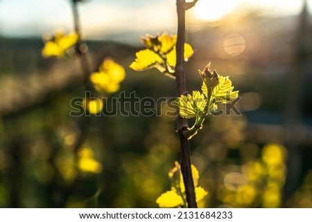 Close up on young grape, gems. with foliage on a little bench of the vine in the vineyards. Outdoor life in a rural environment, agriculture magic with nature blossoms. Royalty-Free Stock Photo #2131684233