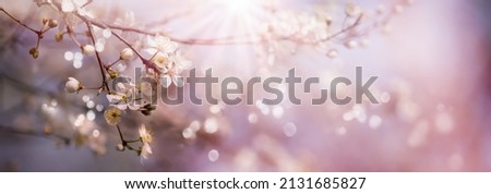 sunshine on beautiful flowering branch on blurred spring background, natural scene in springtime, floral concept with copy space Royalty-Free Stock Photo #2131685827