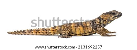 Side view of Armadillo girdled lizard, Ouroborus cataphractus, Isolated on white Royalty-Free Stock Photo #2131692257