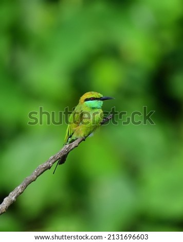 Green bee eater perched on a single branch with green background 