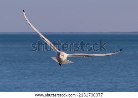 Seagull bird fly over the blue water to fishing; color wildlife photo for decoration poster or wallpaper.