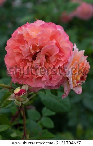 Rosa large flowering Augusta Luise - outdoor plant