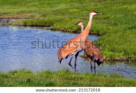 A pair of sand hill cranes near a small pond in Michigan USA Royalty-Free Stock Photo #213172018
