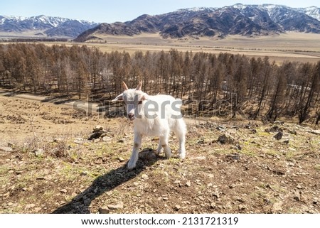 Small goat in highlands or mountains in Karakol Ethno-natural Park Uch Enmek, Altai Republic, Russia. White wild animal in nature, outdoors Royalty-Free Stock Photo #2131721319
