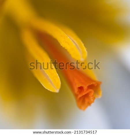 Abstract closeup macro of single, yellow and white crocus flower, stamens, pollen. Selective depth of field.