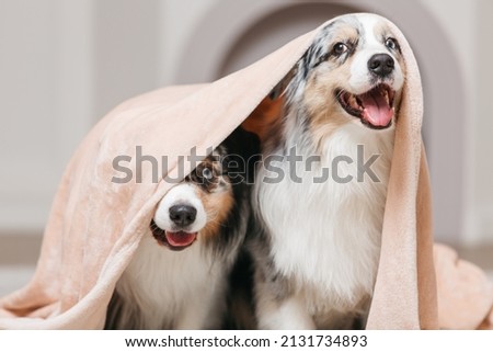 Two funny dogs under one blanket. They peek out from under him. Australian Aussie breed. Royalty-Free Stock Photo #2131734893