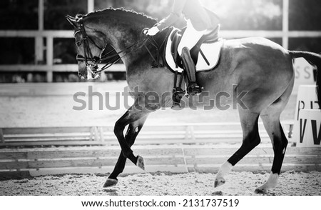 Equestrian sport. The leg of the rider in the stirrup, riding on a red horse. Dressage of the bay horse in the arena. Horseback riding. Not color image. Royalty-Free Stock Photo #2131737519