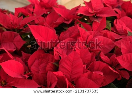 Close-up of red poinsettia flowers (Euphorbia pulcherrima). Red poinsettia, traditional colourful holiday pot plants, for sale in a garden centre. Group of red poinsettia plants. Royalty-Free Stock Photo #2131737533