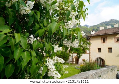  beautiful spring in Muestair, Region Engiadina Bassa or Val Muestair in Swiss Kanton Graubuenden (Switzerland)	                               Royalty-Free Stock Photo #2131751611