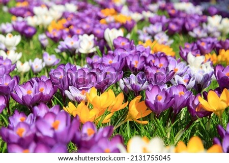 Beautiful crocuses in spring time Royalty-Free Stock Photo #2131755045