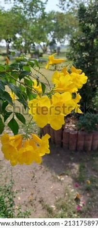 the yellow flower with green leaf
