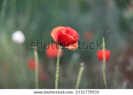 Red poppy flower in wild.
