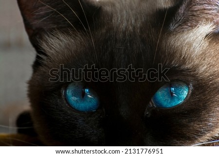 Close portrait of a female Siamese cat in sunshine Royalty-Free Stock Photo #2131776951