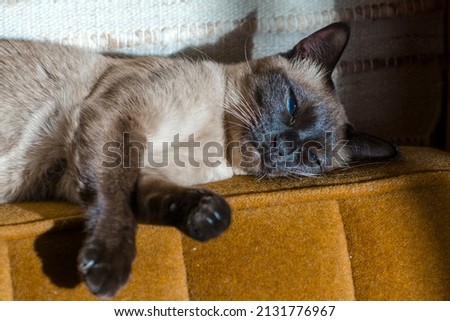 Female Siamese cat is sleeping in sunshine Royalty-Free Stock Photo #2131776967
