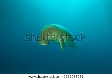 Dugong hovering in the blue