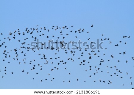 marsh birds in flight spring migrations europe africa italy
