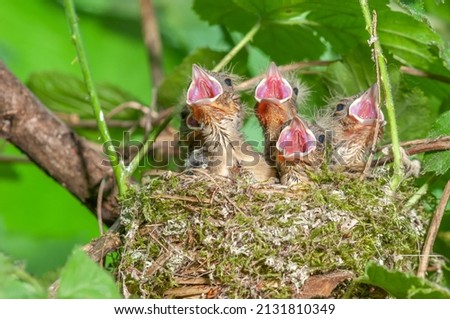 Chaffinch (Fringilla coelebs) chicks with their beaks wide open in their nest. France. Royalty-Free Stock Photo #2131810349
