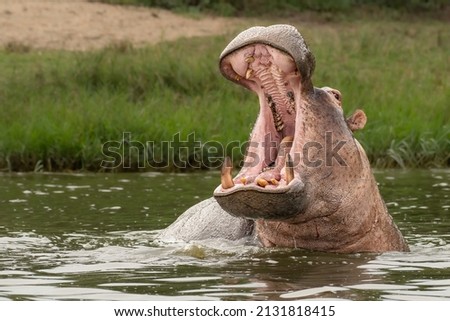 Angry hippo (Hippopotamus amphibius), hippo with a wide open mouth displaying dominance, Kazinga channel, Queen Elizabeth National Park, Uganda, Africa Royalty-Free Stock Photo #2131818415