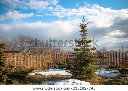 Christmas tree in the snow, blue clouds
