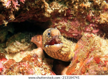 Jeweled Moray (Muraena Lentiginosa), Catalina Islands, Costa Rica